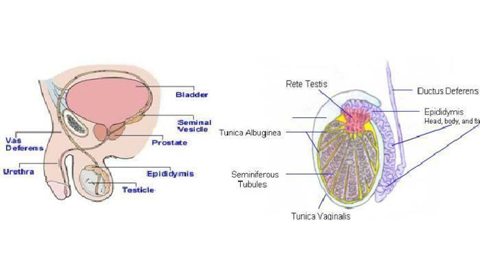 Testicular Tumors Treatment in Hathras