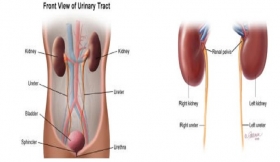 Kidney Ureter And Prostate Gland Treatment in Meerut