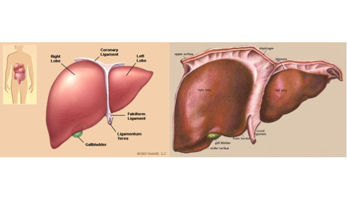 Amoebic Liver Abscess