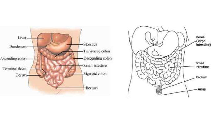 Bowel Perforations Treatment in Shamli