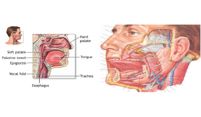 Cheek Ulcers Treatment in Klyanpur