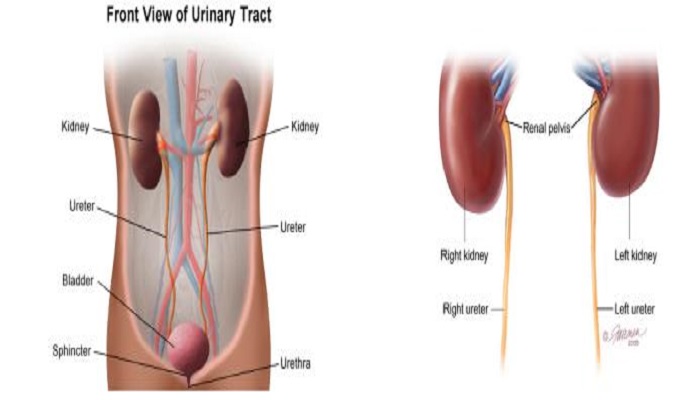Kidney Ureter And Prostate Gland