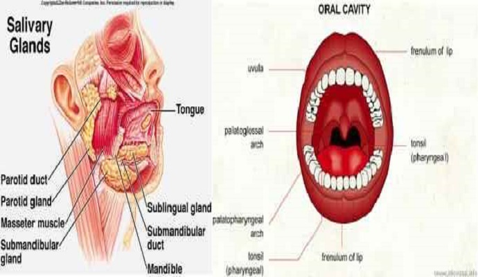 Oral Cavity And Parotid Gland