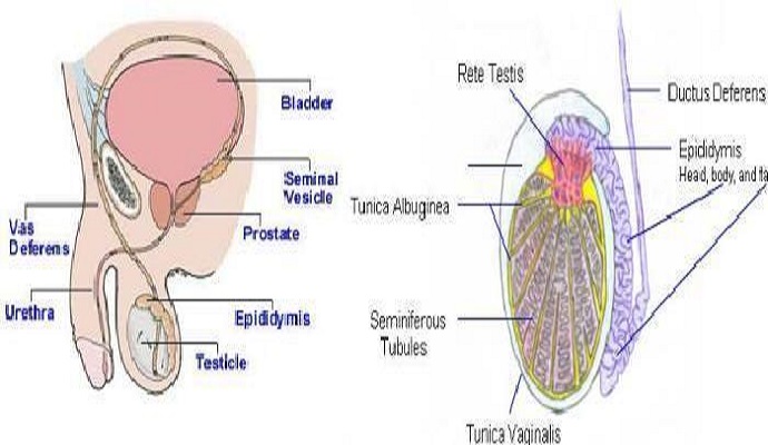 Testicular Surgery