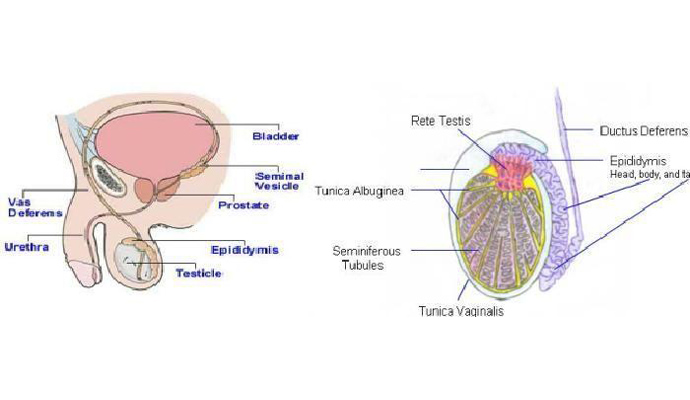 Testicular Tumors Treatment in Bagpat