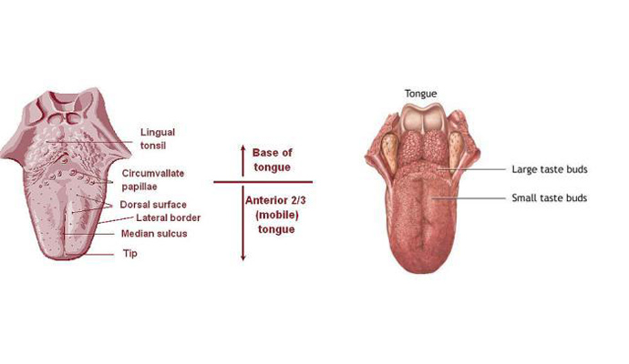 Tongue Bite Treatment in Bagpat