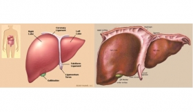 Amoebic Liver Abscess Treatment in Janakpuri