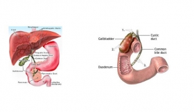 Gangrene Of Gallbladder Treatment in Ambedkar Nagar