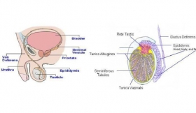 Testicular Tumors Treatment in Polytechnic